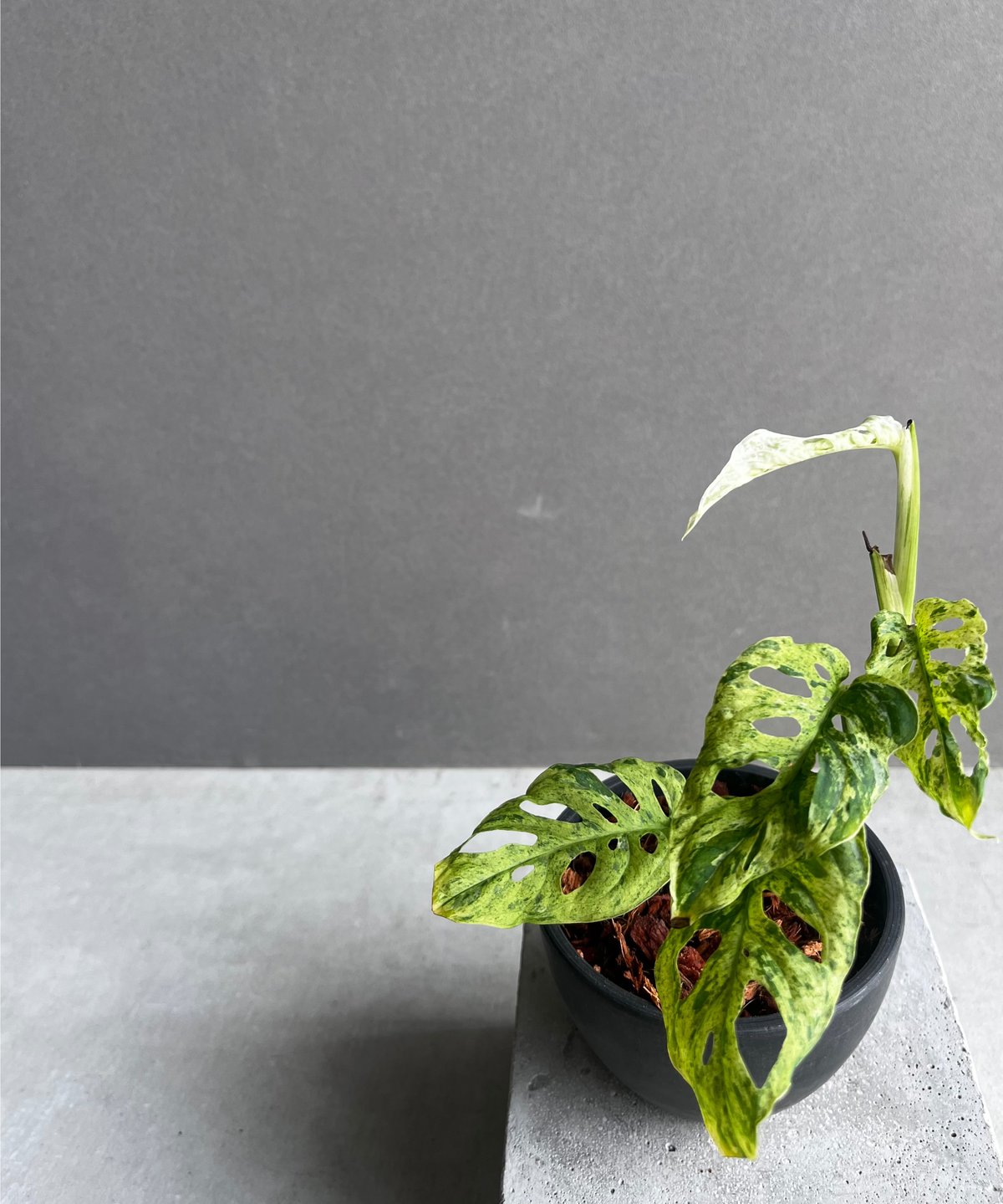 モンステラ ラニアタ ミント 斑入 「Monstera laniata mint モンステラ ラニアタ ミント 斑入 「Monstera laniata mint