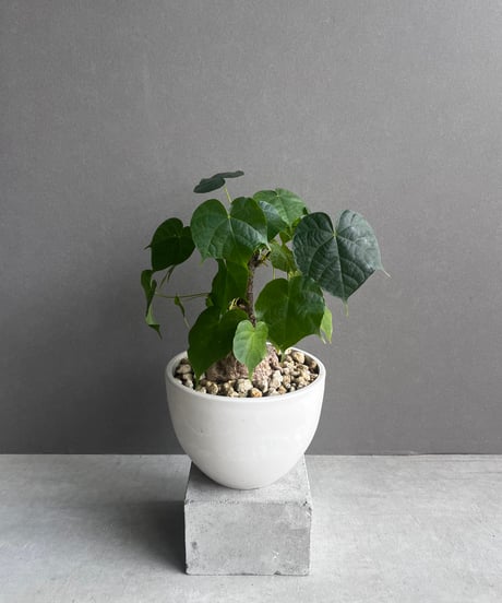 CATEGORY コーデックス(塊根植物) | SHOUCHIKUEN CATEGORY コーデックス(塊根植物) | SHOUCHIKUEN