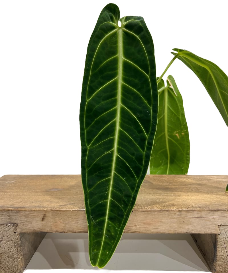 アンスリウム ワロクアナム ダーク&ナロー フォーム 「Anthurium アンスリウム ワロクアナム ダーク&ナロー フォーム 「Anthurium