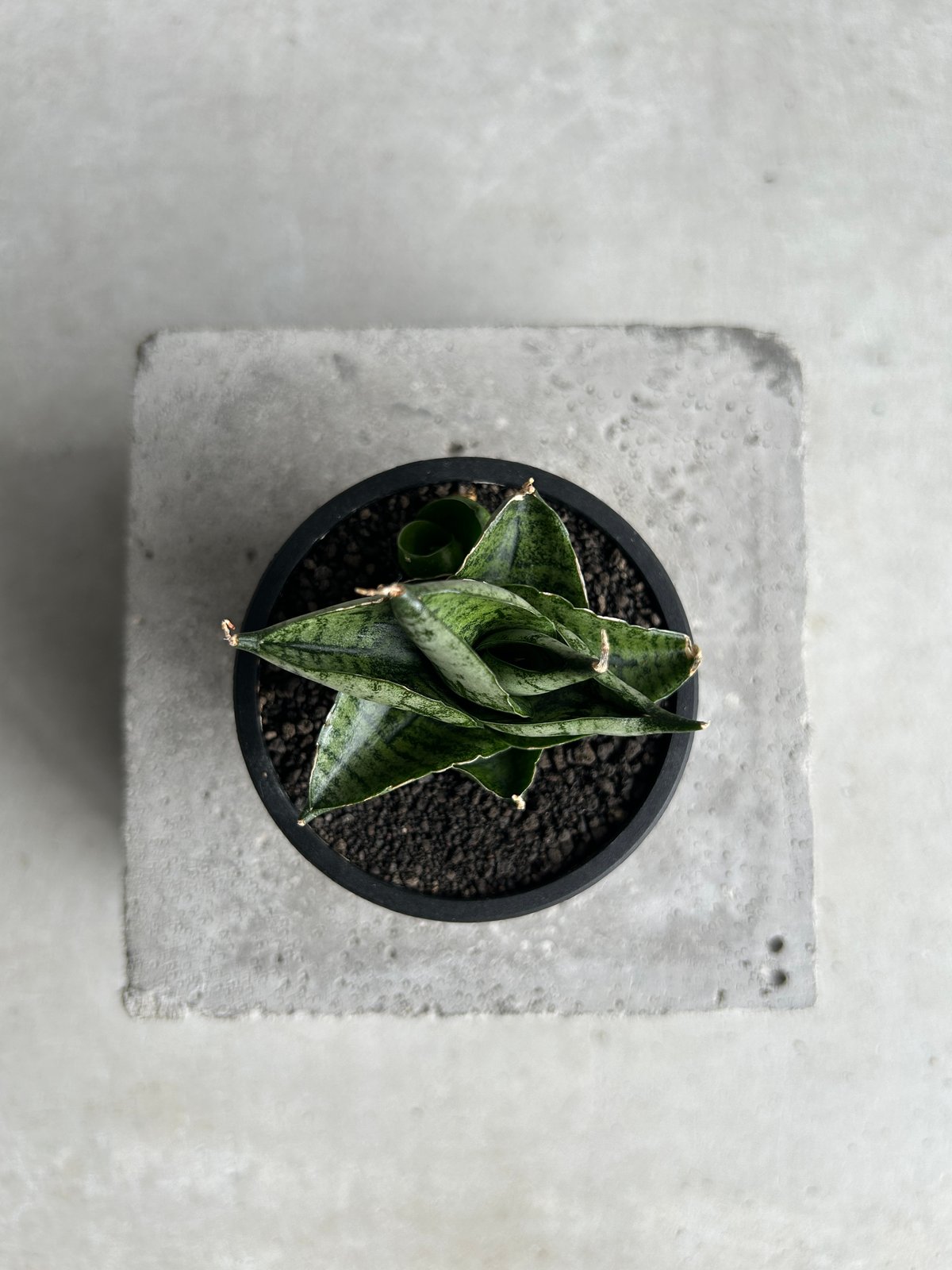 サンセベリア インフィニティ「Sansevieria Infinity 」57I | SHOU