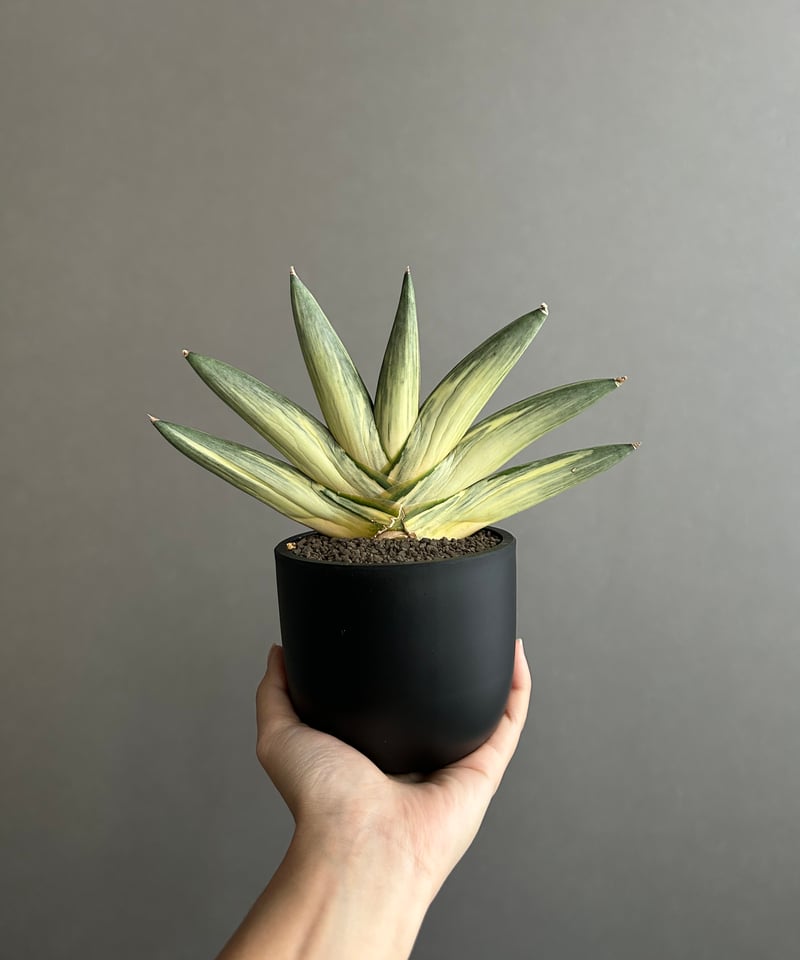 サンスベリア ユキオンナ Sansevieria Yuki Onna サンセベリア 雪女(ユキオンナ) 「Sansevieria 'Yuki Onna' 」96L