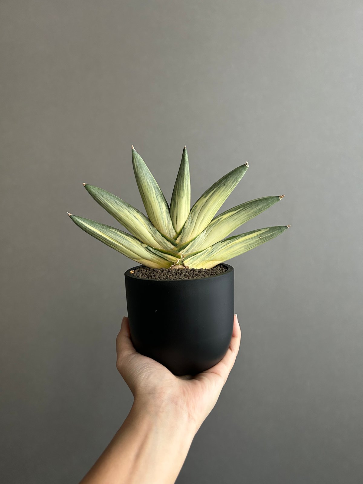 サンセベリア 雪女(ユキオンナ) 「Sansevieria 'Yuki Onna' 」96L