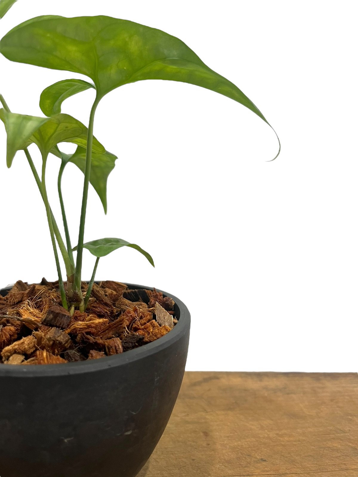 セルセスティス ミラビリス (N.E.Br) ボグナー「 Cercestis mirabili