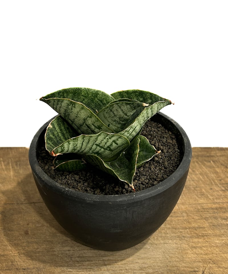サンセベリア アンヤマニー ハイブリッド「Sansevieria Unyamanee Hybr