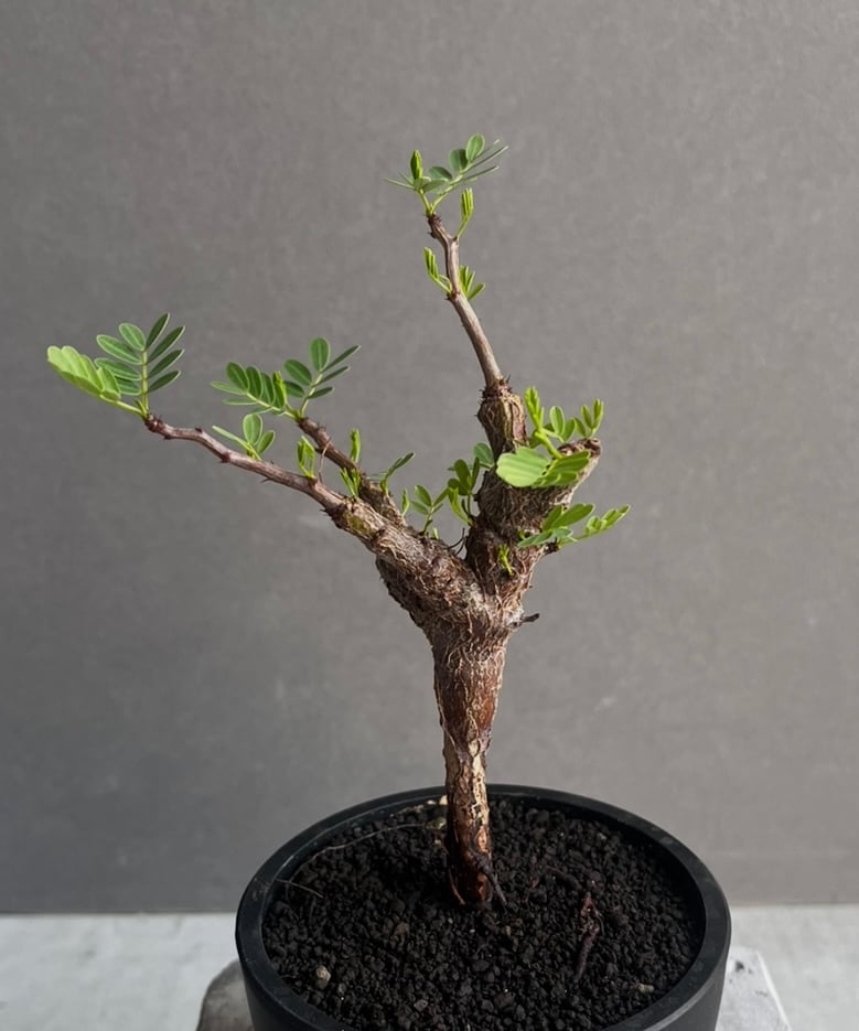 センナ メリディオナリス 実生苗 「Senna meridionalis」60Z センナ メリディオナリス 実生苗 「Senna meridionalis」60Z