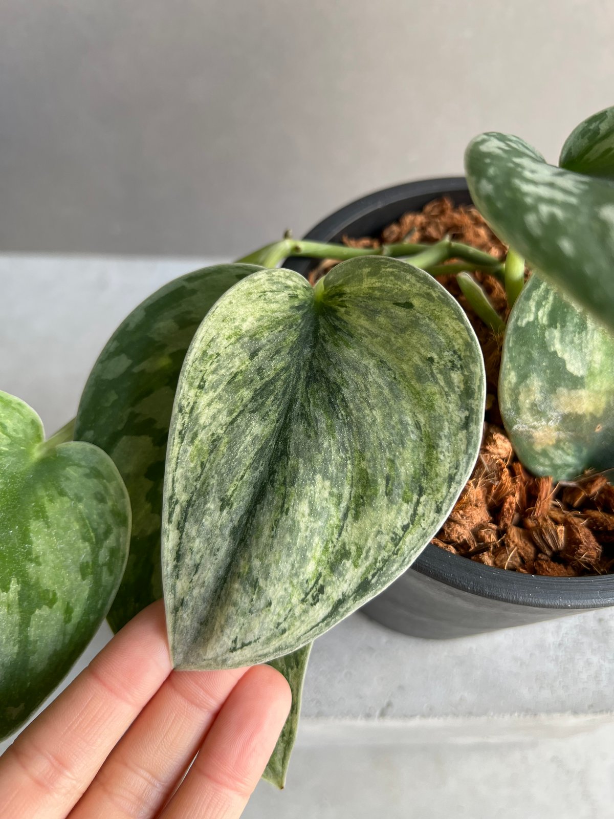 スキンダプサス エキゾチカ ホログラム 「Scindapsus exotica スキンダプサス エキゾチカ ホログラム 「Scindapsus exotica
