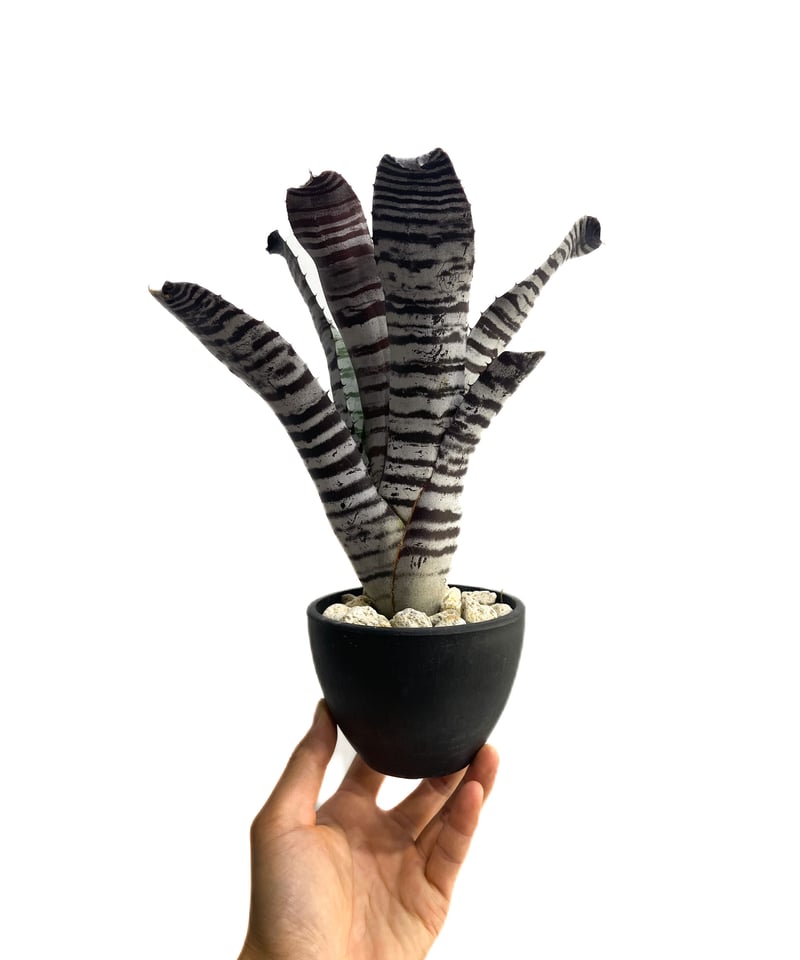 エクメア チャンティニー ブラック「Aechmea chantinii black」7E-2