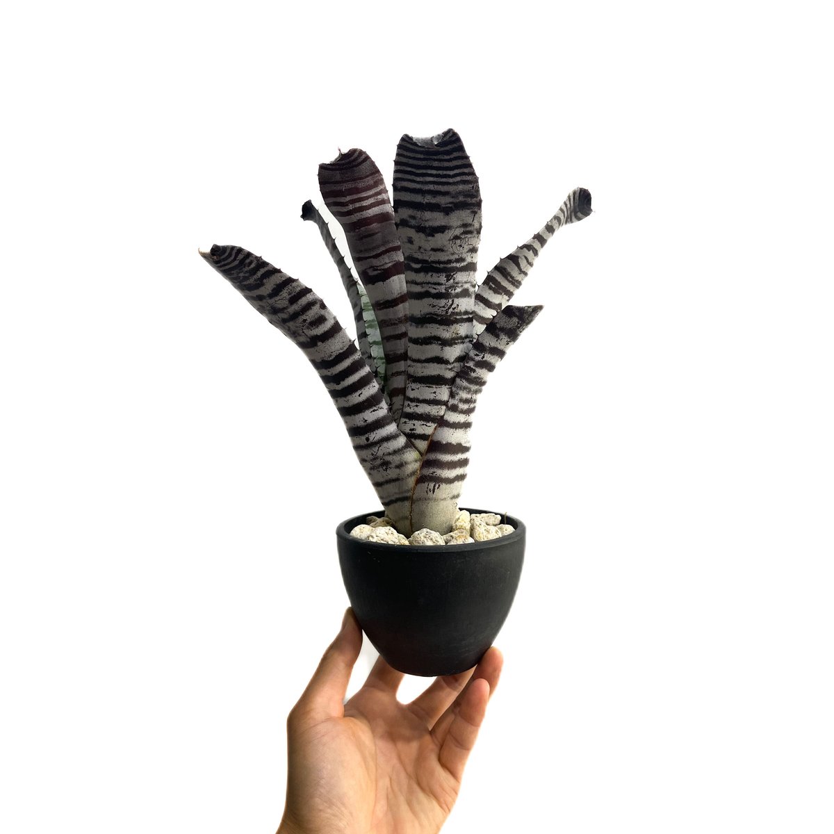 エクメア チャンティニー ブラック「Aechmea chantinii black」7E-2