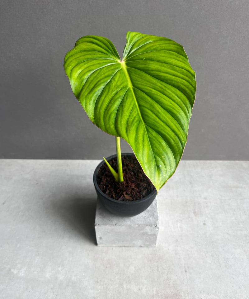 フィロデンドロン ペルタツム 「Philodendron peltatum」24Z | SHO