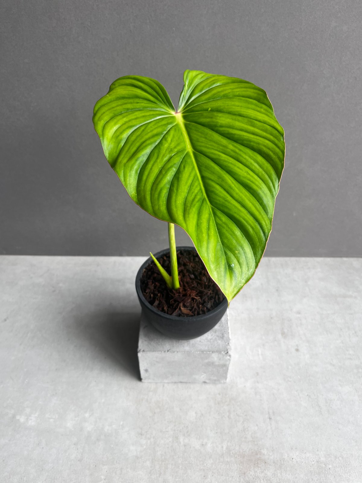 フィロデンドロン ペルタツム 「Philodendron peltatum」24Z | SHO