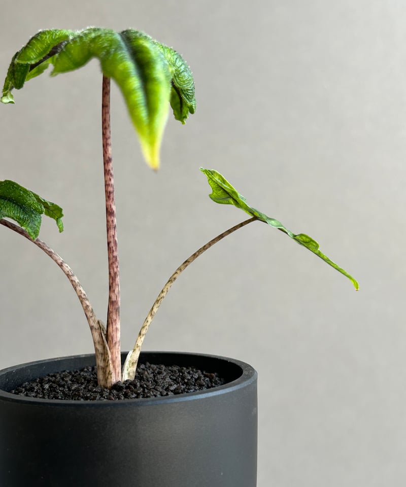 アロカシア ジャックリン「Alocasia Jacklyn」73K | SHOUCHIKUEN