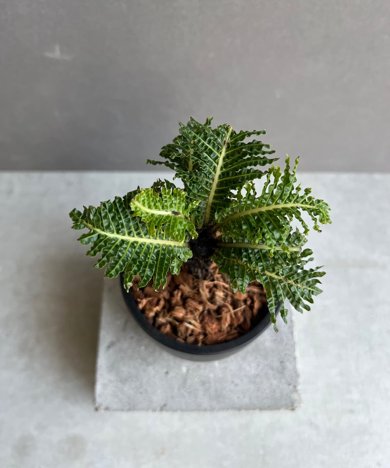 ブレクナム ギッバム ドワーフ 「Blechnum gibbum Dwarf 」63C | S