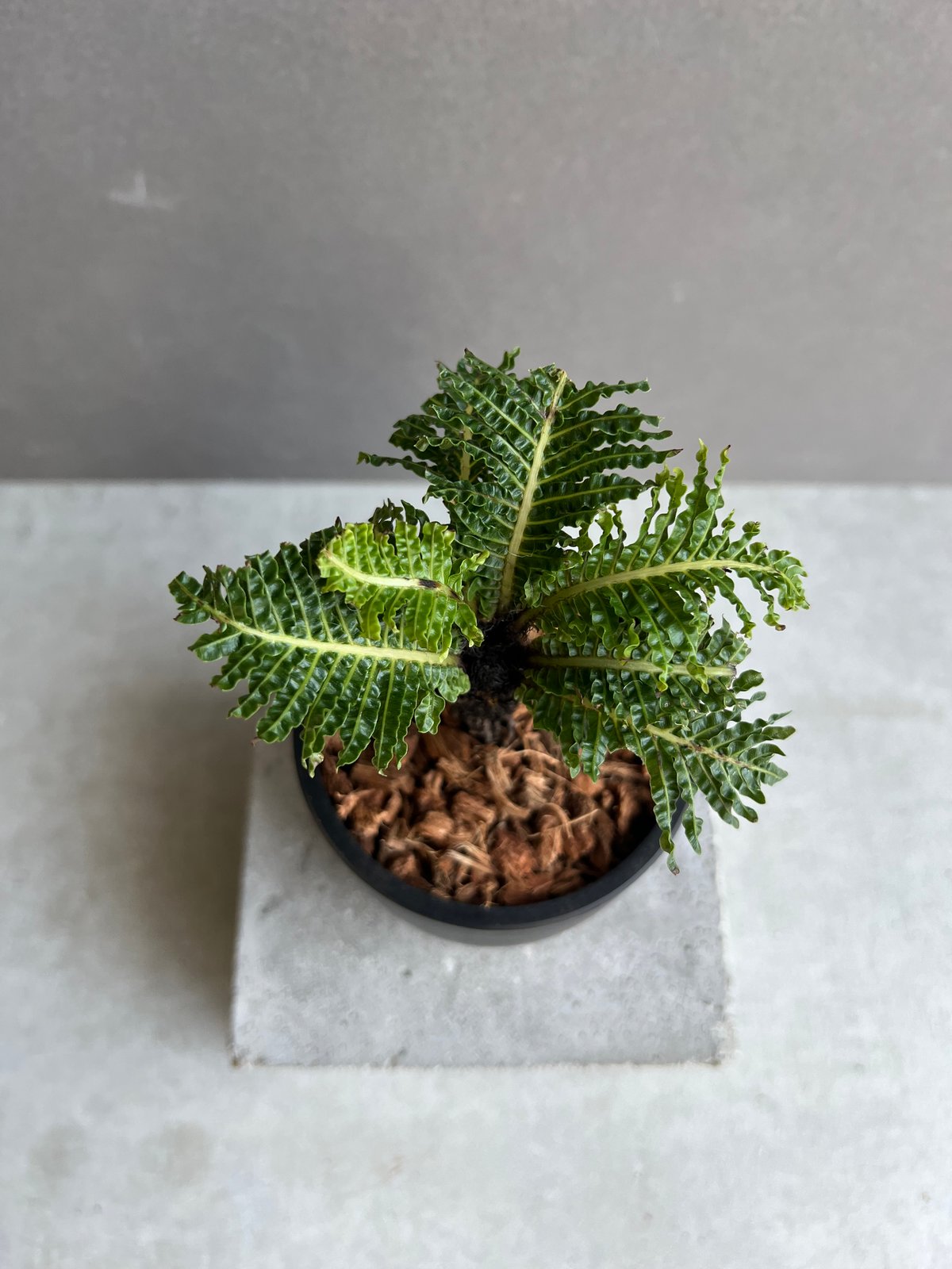 ブレクナム ギッバム ドワーフ 「Blechnum gibbum Dwarf 」63C | S
