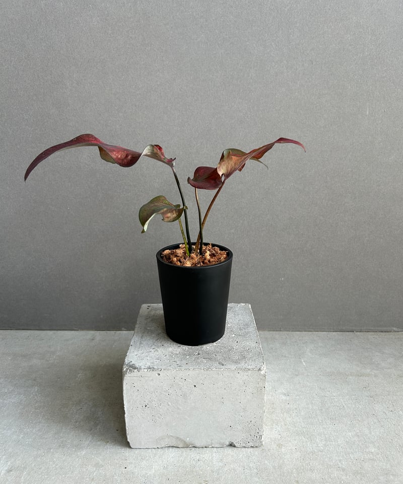 カラジューム ハイブリッド “ワインレッド ラバー” 「Caladium