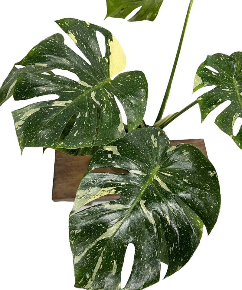 モンステラ タイ コンステレーション 「Monstera deliciosa Thai Con