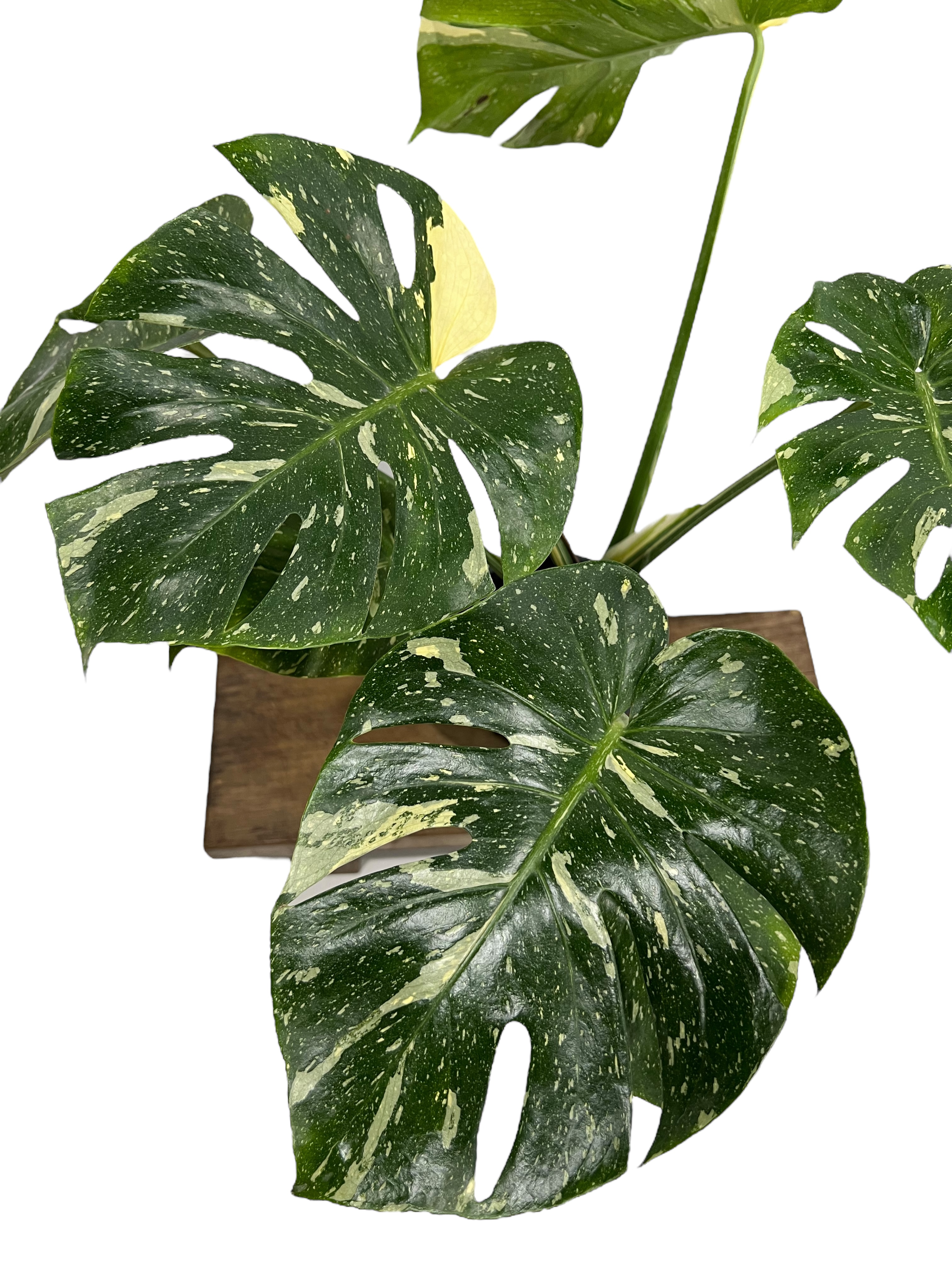 モンステラ タイ コンステレーション 「Monstera deliciosa Thai Con