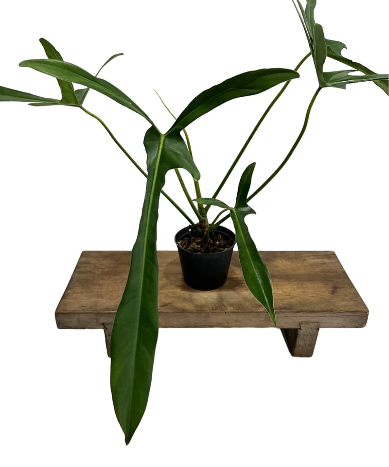 フィロデンドロン ロンギロバトム 'レラノ ミヤノ