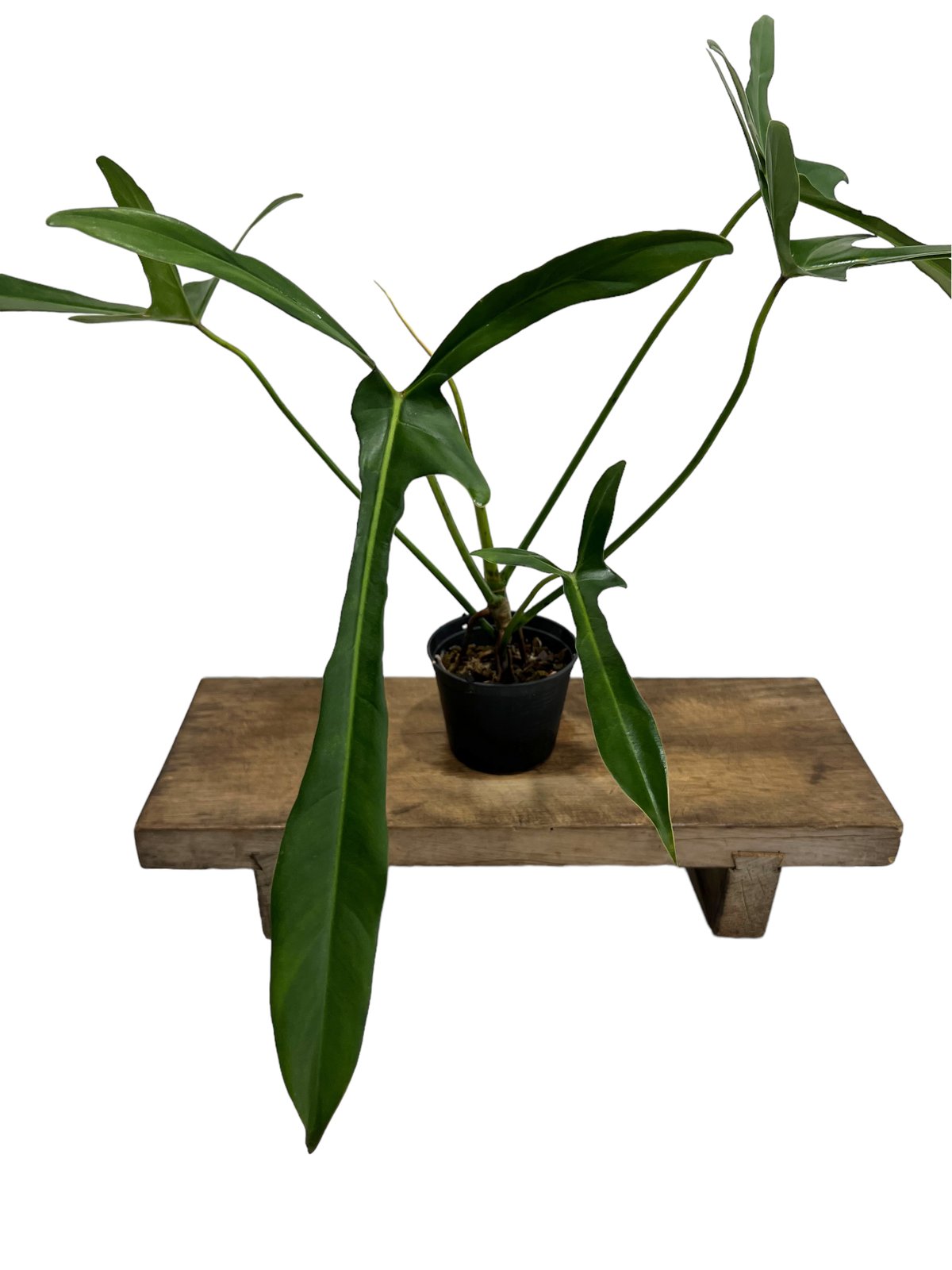 大株　Philodendron ’Lelano Miyano’ フィロデンドロン 大株 Philodendron 'Lelano Miyano' フィロデンドロン