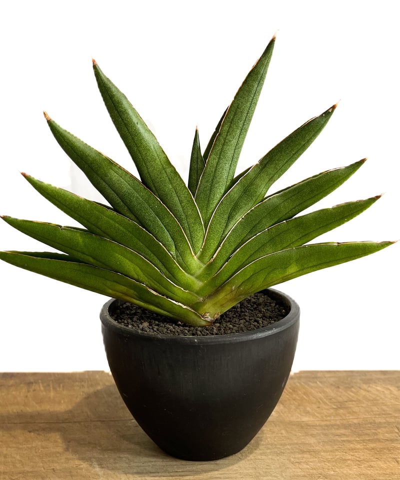 サンセベリア アンダマン「Sansevieria Andaman (from Unyamane