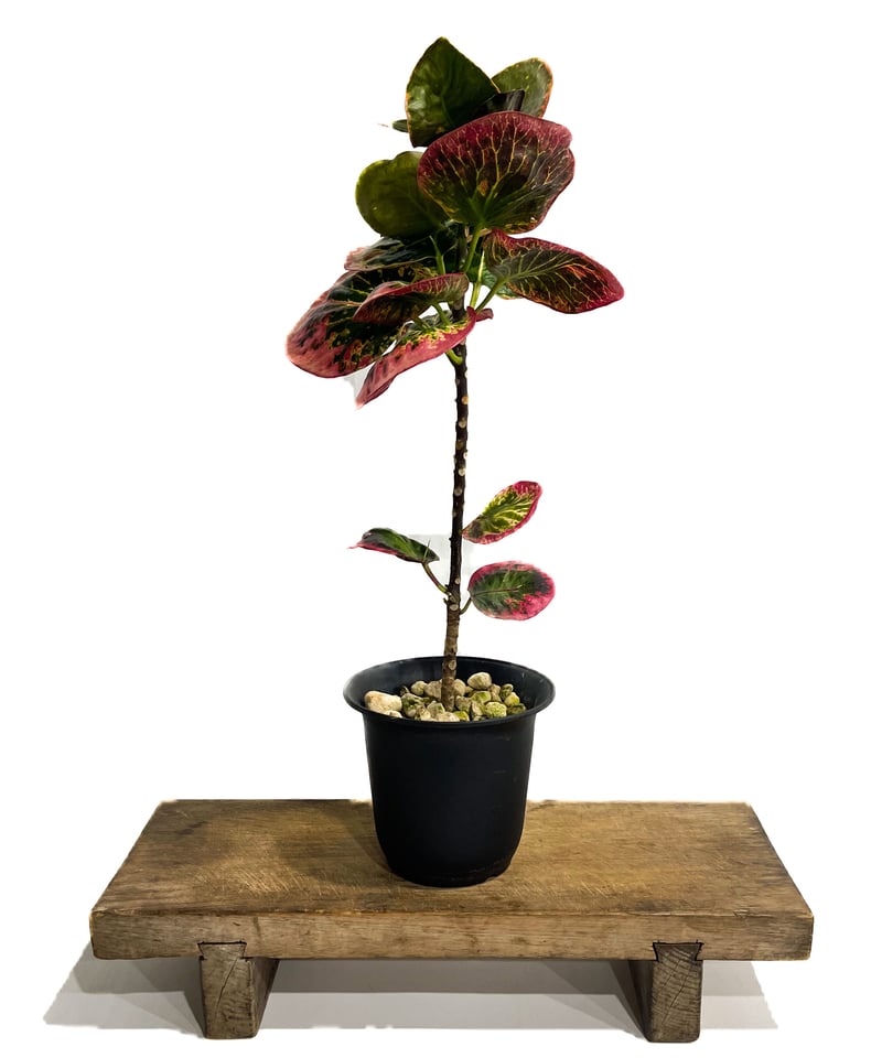 クロトン ハイブリッド「Codiaeum variegatum hybrid」6/30-888