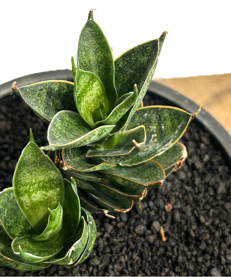 サンセベリア ブラック アンツ「Sansevieria Black Ant」4/13-328