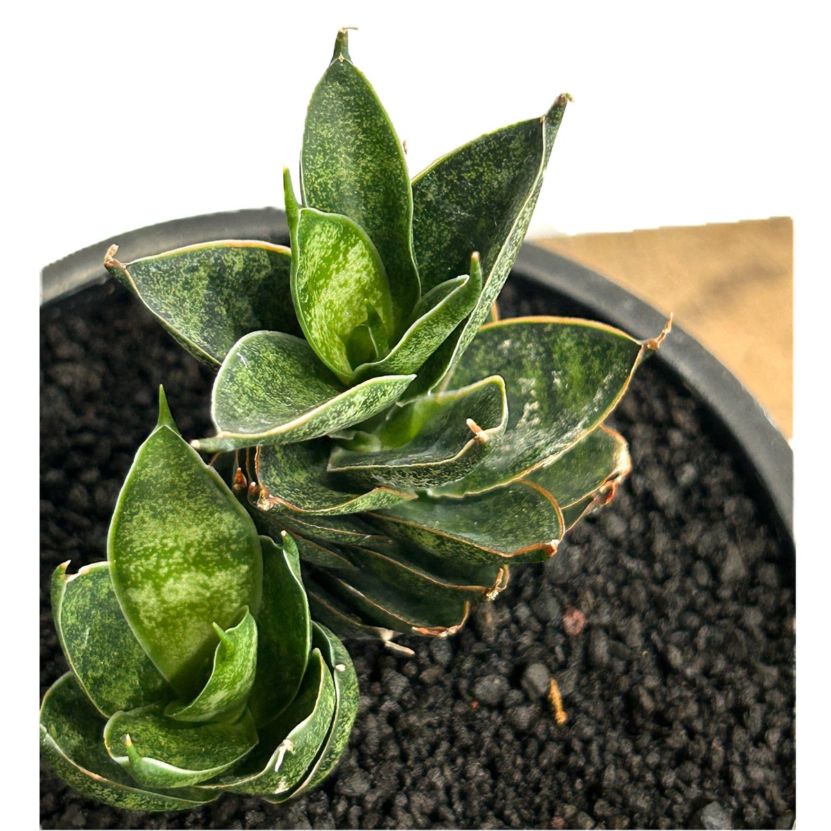 サンセベリア ブラック アンツ「Sansevieria Black Ant」4/13-328