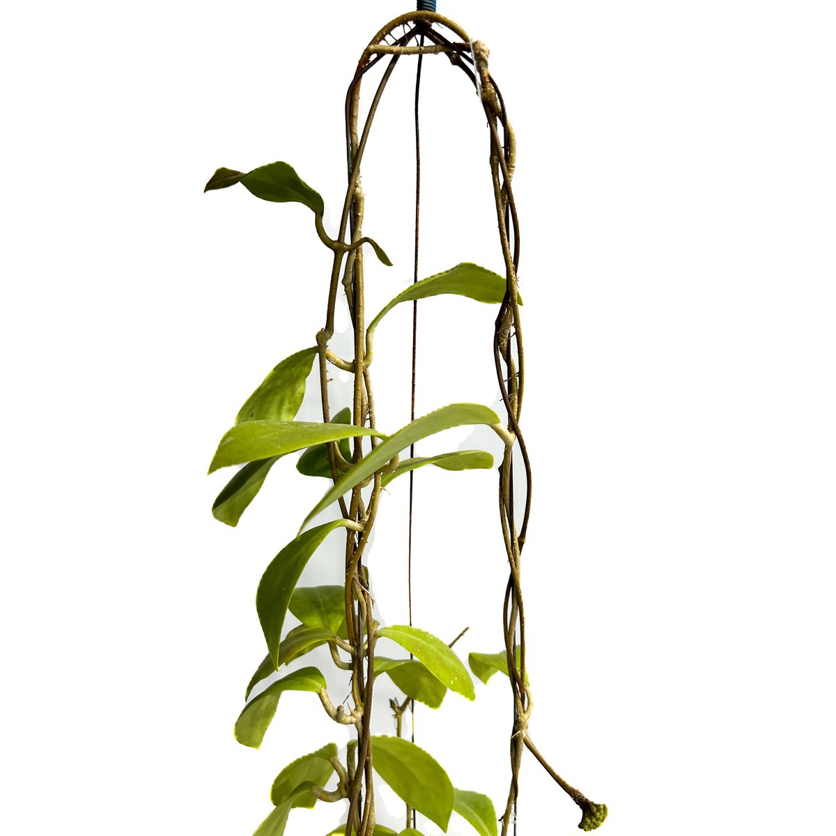 ホヤ ミンドレンシス パープルスター「Hoya mindorensis purplestar」