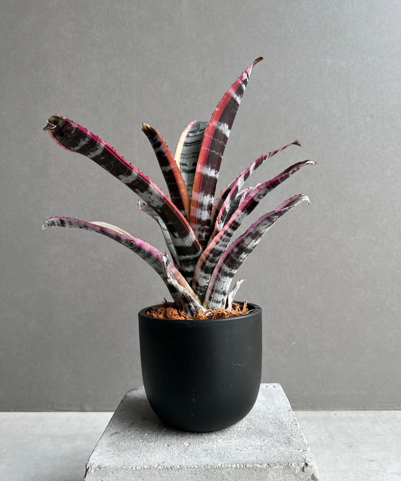 エクメア オットー 「Aechmea Otto」90B | SHOUCHIKUEN