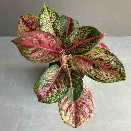 超希少❗️アグラオネマパールオブタイランド新芽付✨️ アグラオネマ | ROOTALPLANTS