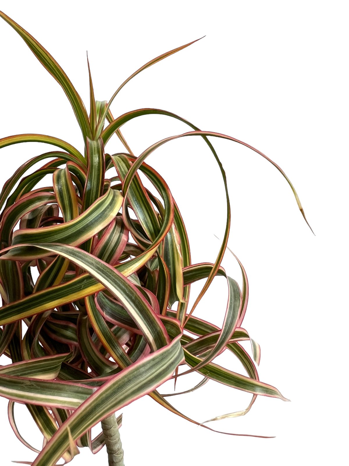 ドラセナ キュンティー「Dracaena concinne tricolor Kuhnty」9