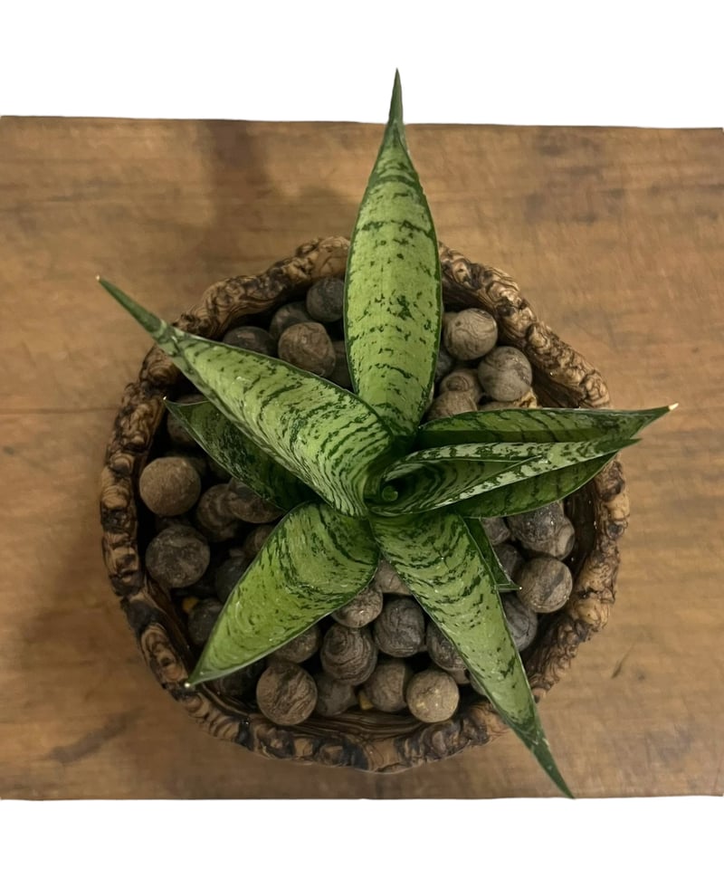 サンスベリア Sansevieria Mecufi サンセベリア マニー タワー + plantsmonsters pot 「Sansevieri