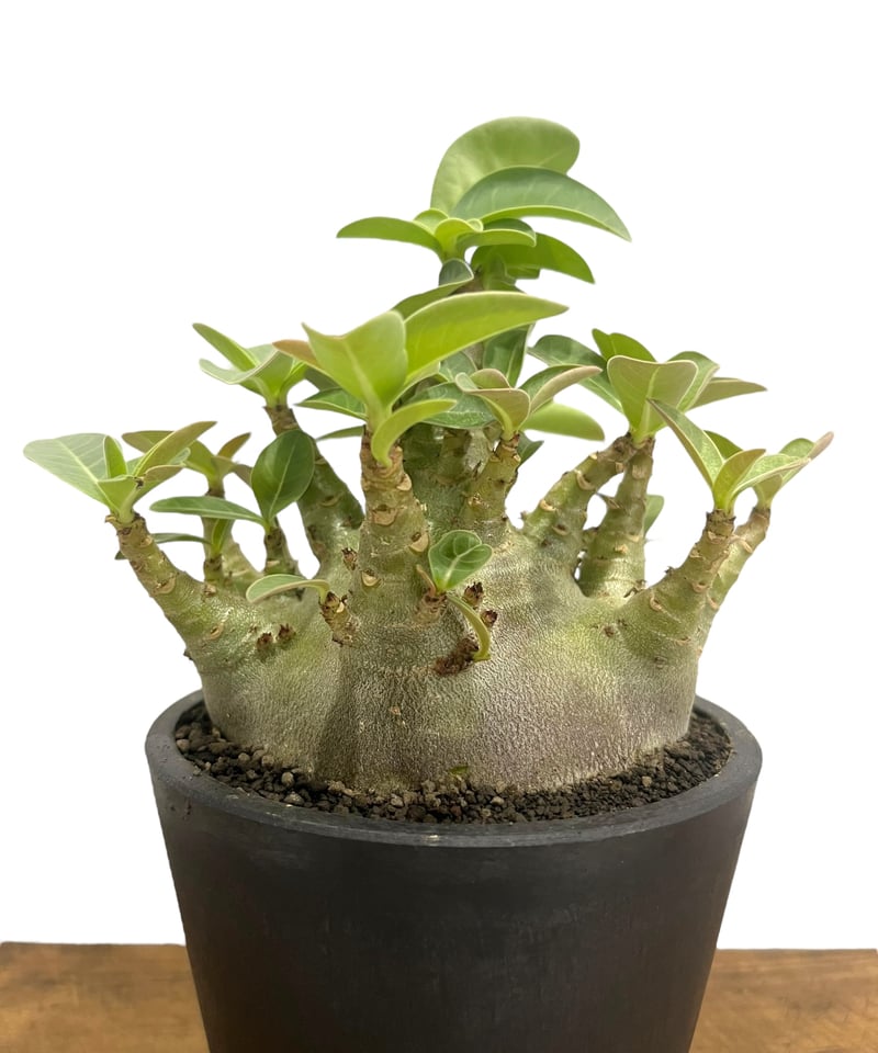 アデニウム アラビカム スーパー ドワーフ “ブラック” 「Adenium