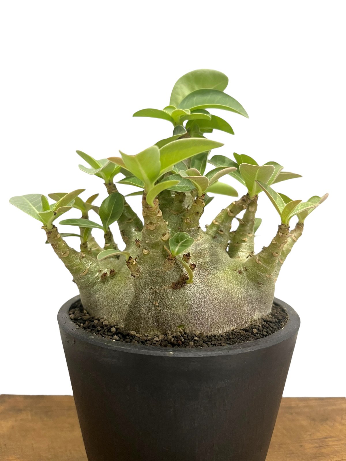 アデニウム アラビカム スーパー ドワーフ “ブラック” 「Adenium