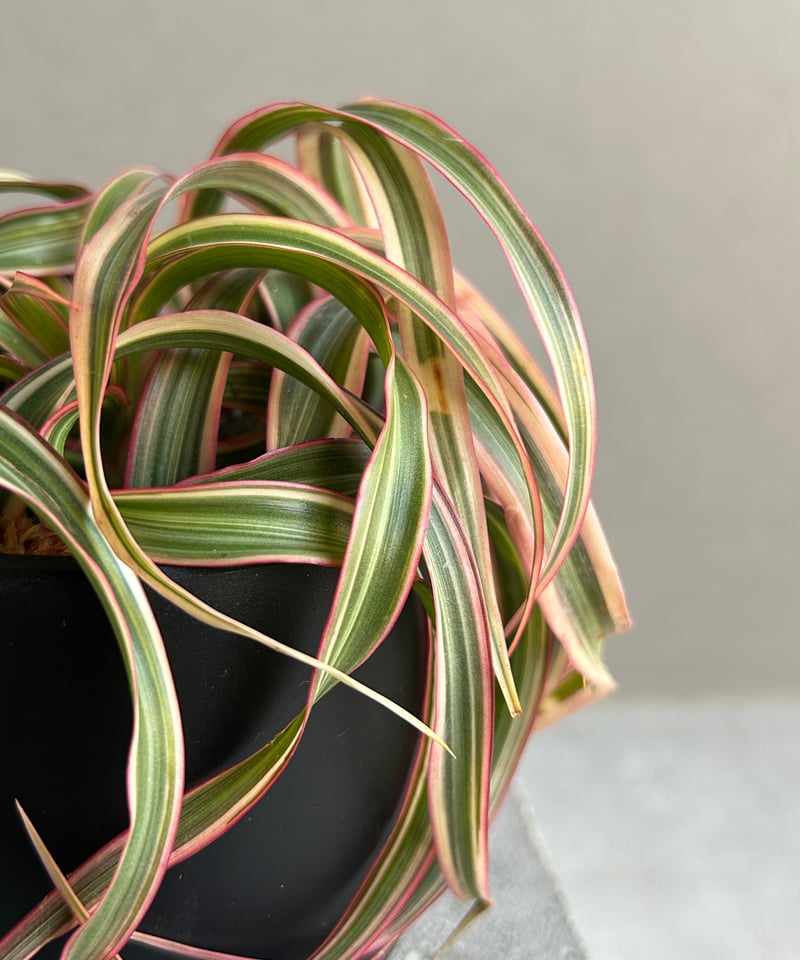 ドラセナ キュンティ「Dracaena concinne Kuhnty 」82J | SHOU
