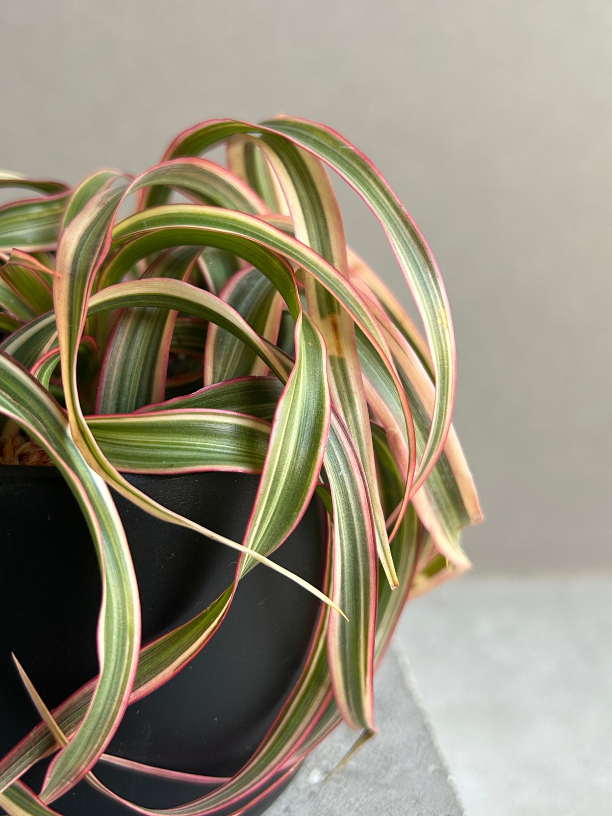 ドラセナ キュンティ「Dracaena concinne Kuhnty 」82J | SHOU