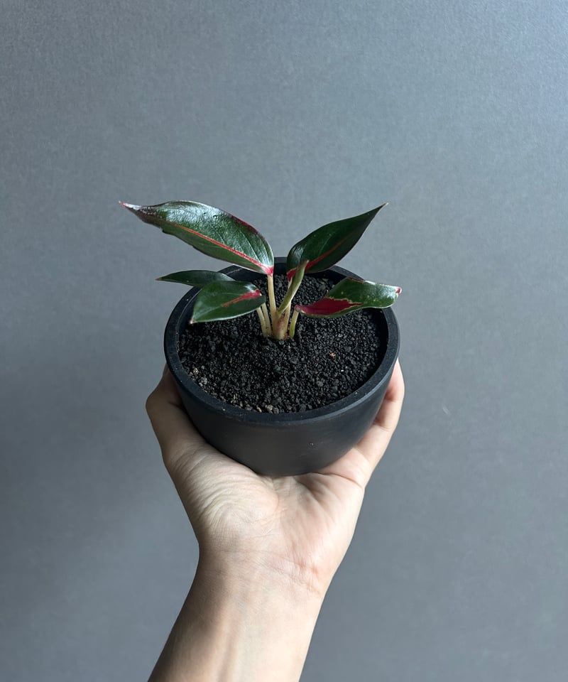 アグラオネマ レッドサンダー 「Aglaonema Red Thunder」96J