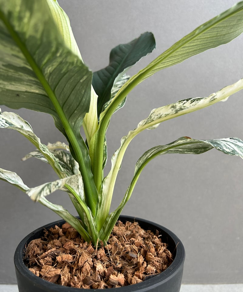 スパティフィラム “いせ姫” 「Spathiphyllum Variegated “ISE スパティフィラム “いせ姫” 「Spathiphyllum Variegated “ISE