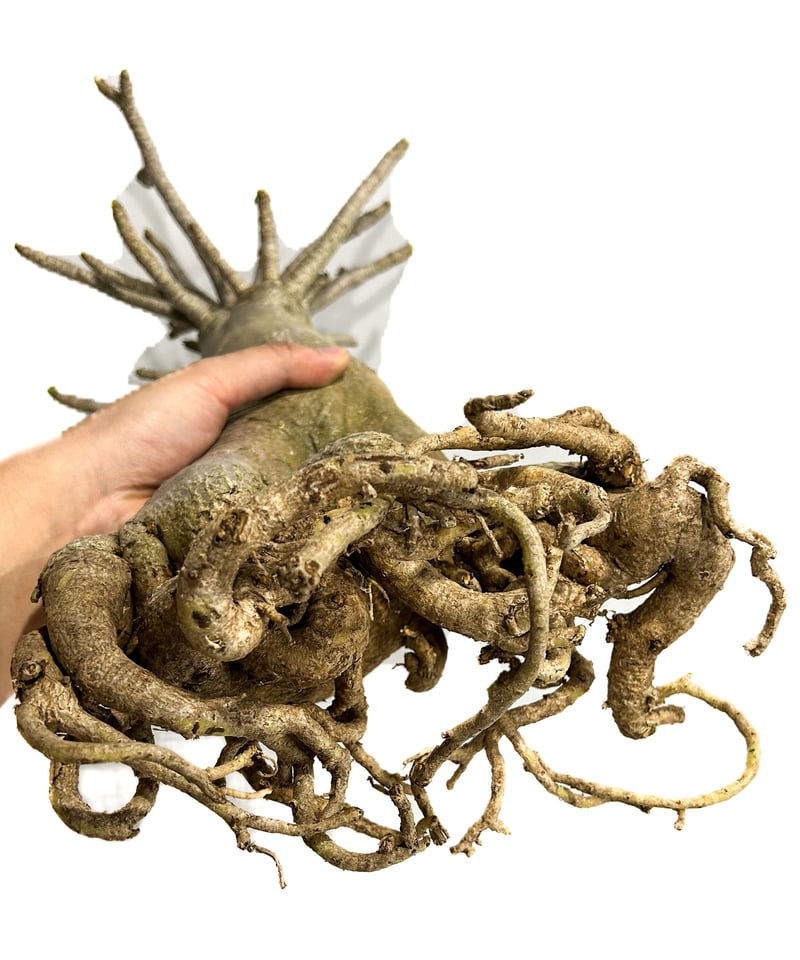 アデニウム アラビカム バオバブスタイル「Adenium arabicum Baobab St