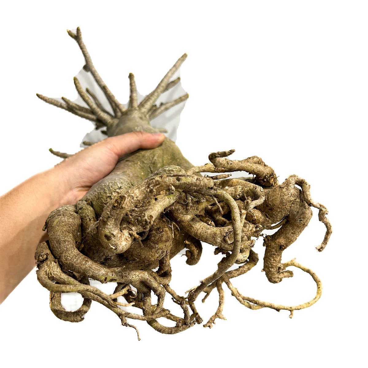 アデニウム アラビカム バオバブスタイル「Adenium arabicum Baobab St