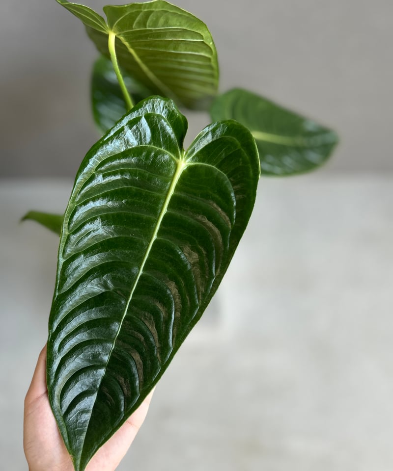 アンスリウム　ベイチー250408 38 アンスリウム ベイチー 「Anthurium veitchii」52G | SHOUCHIKUEN