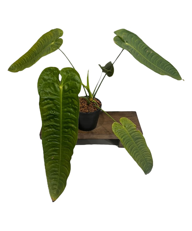 モノが違う】アンスリウム Anthurium ベイチー スーパーナロータイプ