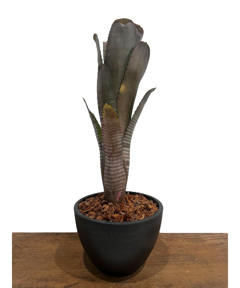 ビルベルギア ダースベイダー 子株つき 子株付き ビルベルギア ダース