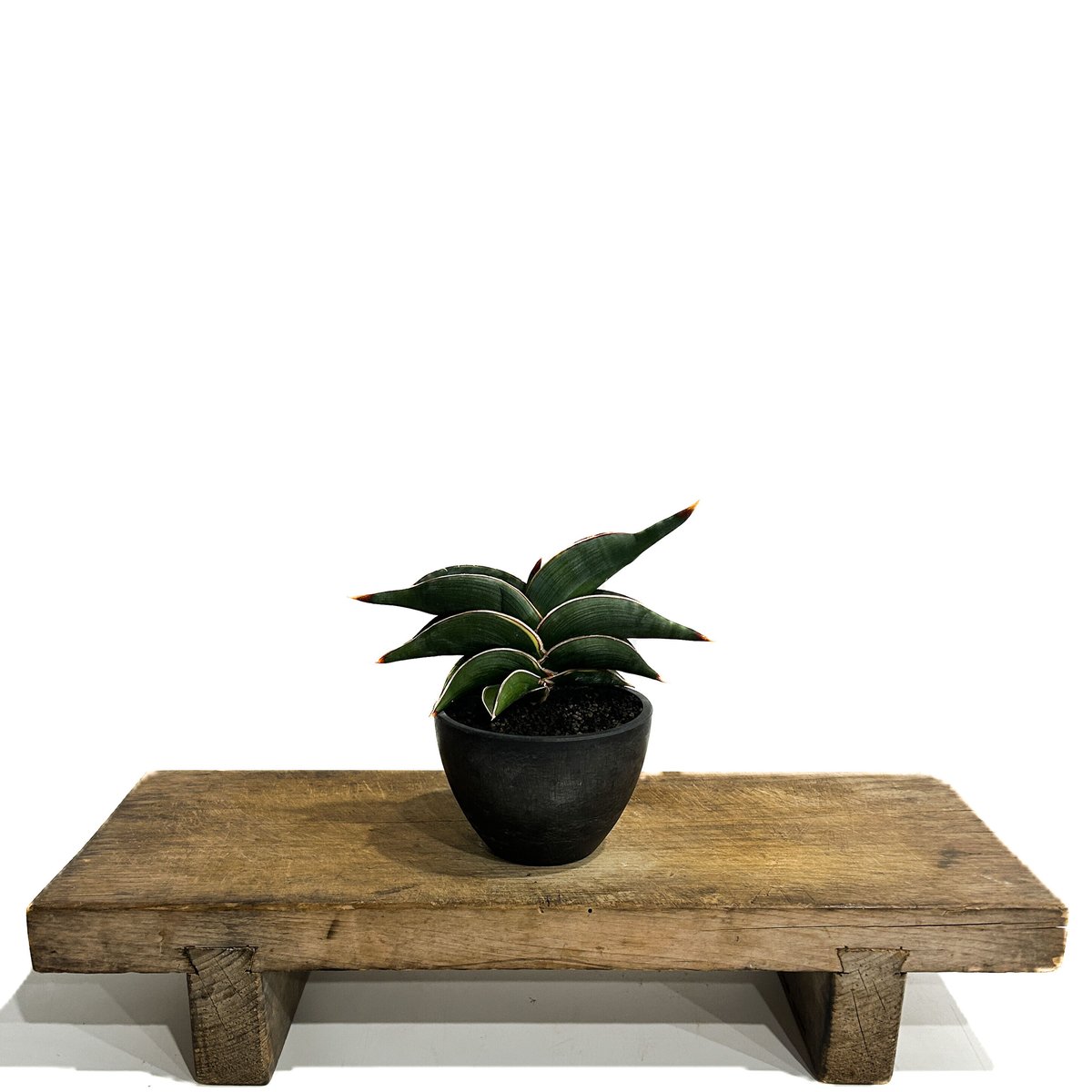 ⭐*️様 ＊Sansevieria Rorida＊サンスベリアロリダ＊斑入り＊ サンセベリア ロリダ 斑入り「Sansevieria rorida Var.」32G-1 |
