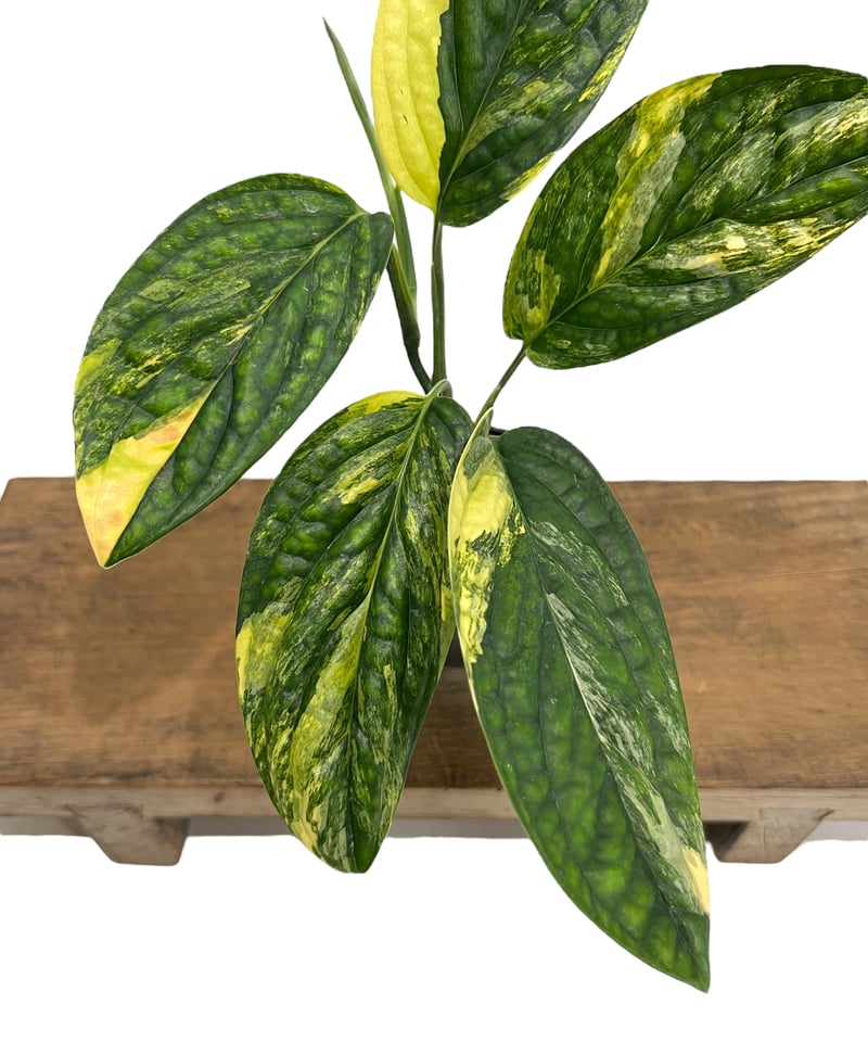 モンステラ カルステニアナム (ペルー) 斑入 「Monstera Karstenianum