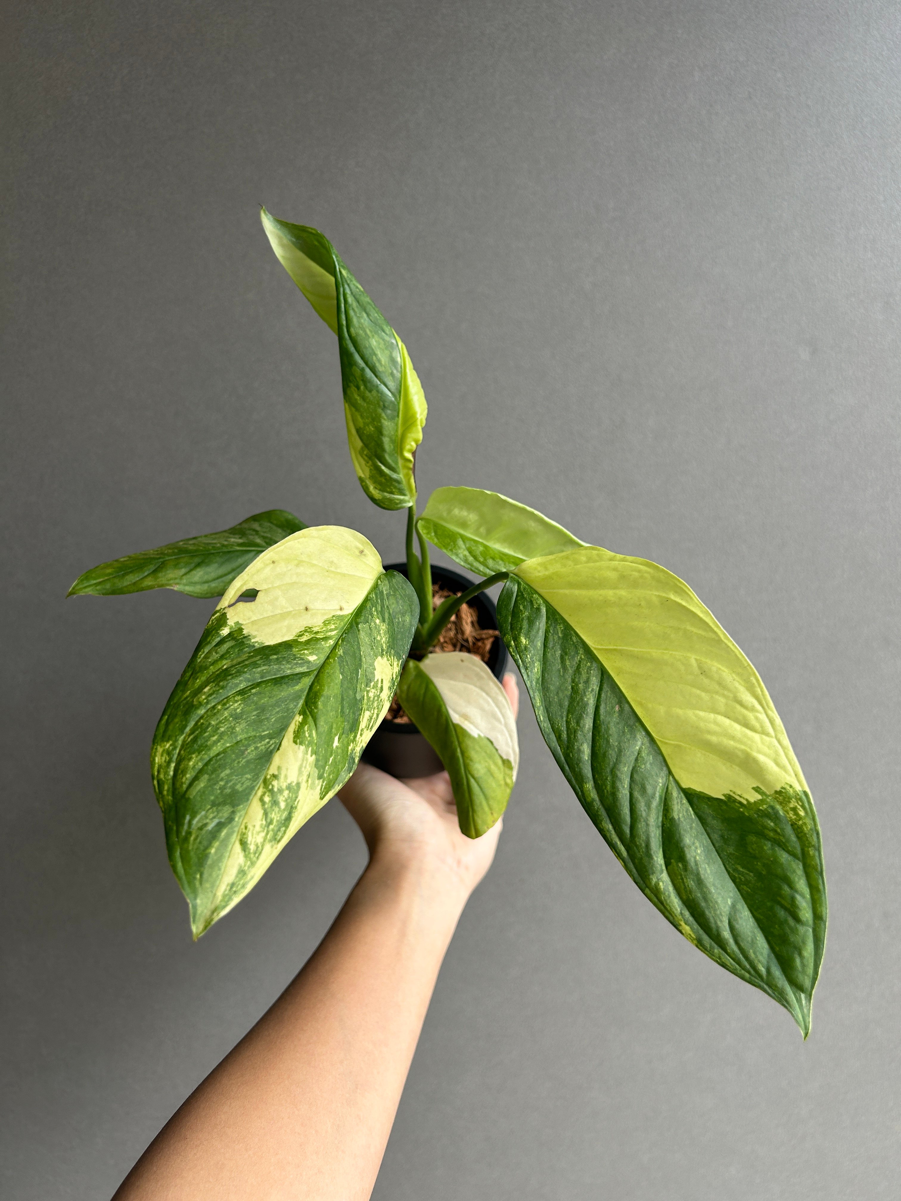 モンステラ オブリクア ムユナ 斑入　超希少　半額値下げ モンステラ オブリクア ムユナ 斑入「Monstera obliqua Muyuna vari