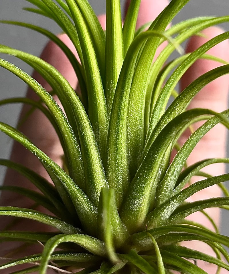 T.ionantha Druid variegated ドゥルイド 斑入り 楽天市場】(現品) チランジア イオナンタ 'ドルイド' 斑入り (No