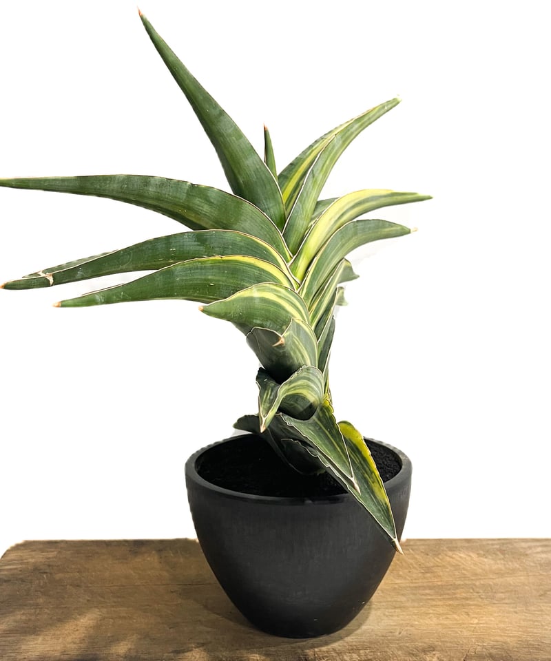 サンセベリア エーレンベルギー 斑入「Sansevieria ehrenbergii Var.