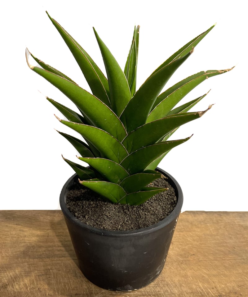 サンセベリア グリーン ファイヤー「Sansevieria Green Fire (S