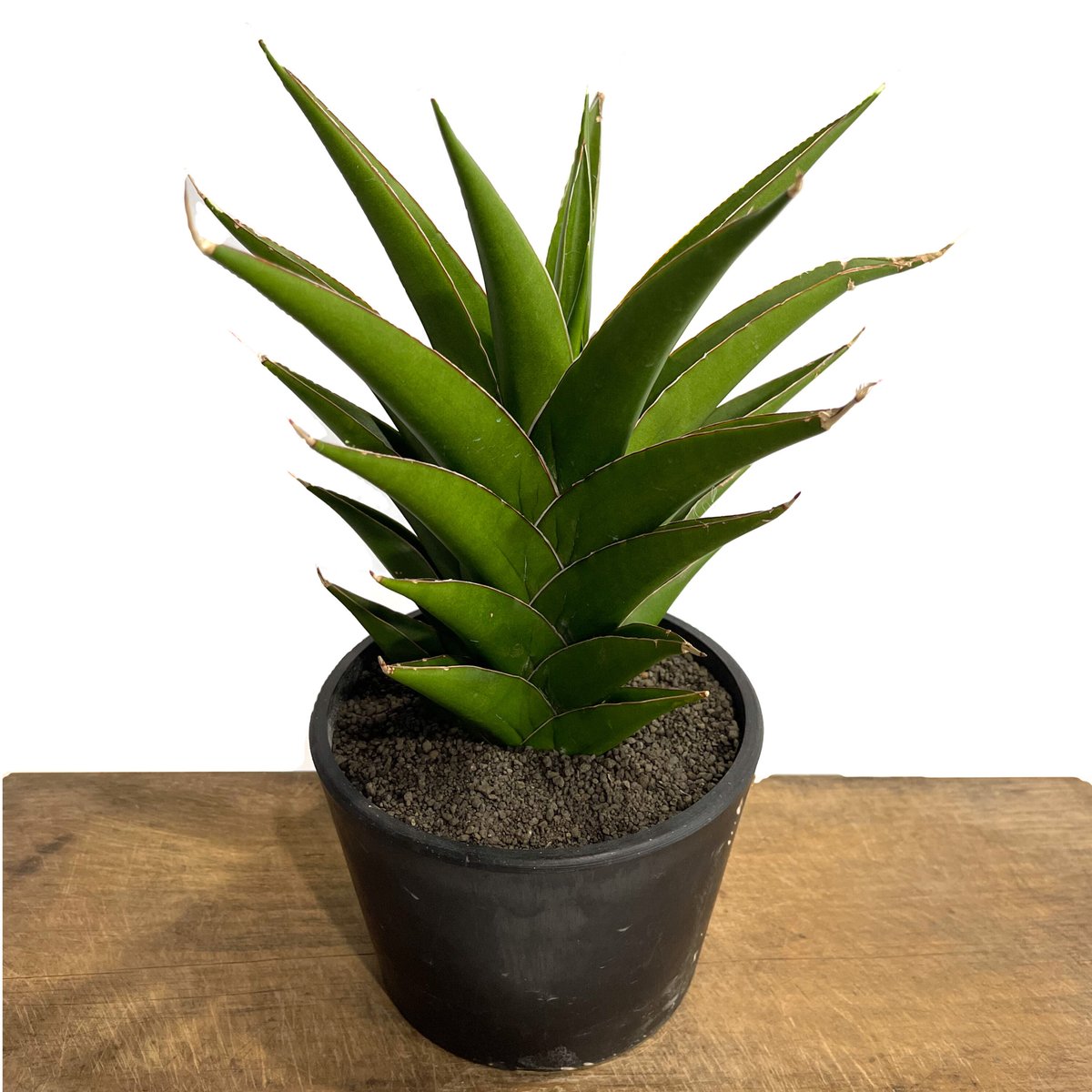 グンネル サーリン 