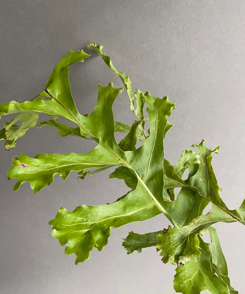 ドリナリア クエルシフォリア '変異種' 「Drynaria quercifolia 'Mut